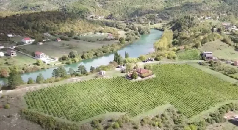 vinograd hercegovina