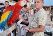 Za neke laka zarada, za životinje trajna patnja: Eksploatacija divljih i egzotičnih vrsta posebno prisutna tokom ljeta