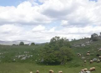 Gatački stočari u problemu – nema otkupa jagnjadi