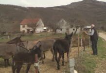 Dobro Lučić pokazao kako se od ideje pravi brend