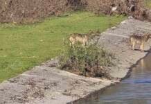 Vukovi snimljeni u blizini Trebinju