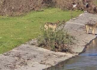 Vukovi snimljeni u blizini Trebinju