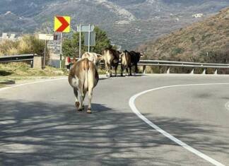 Rok istekao: Tivat izgradio tor, Cetinje i Danilovgrad rade na smještaju lutajućih životinja