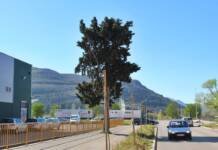 U Trebinju velika akcija sadnje košćele, vrlo otpornog drveta