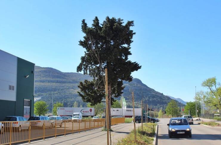 U Trebinju velika akcija sadnje košćele, vrlo otpornog drveta