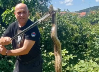Heroj iz Trebinja opet na djelu: Uhvatio tri zmije za jedan dan (FOTO)