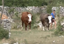 /VIDEO/ Hercegovina pokazala veliko srce: Brčići ponovo imaju svoje stado