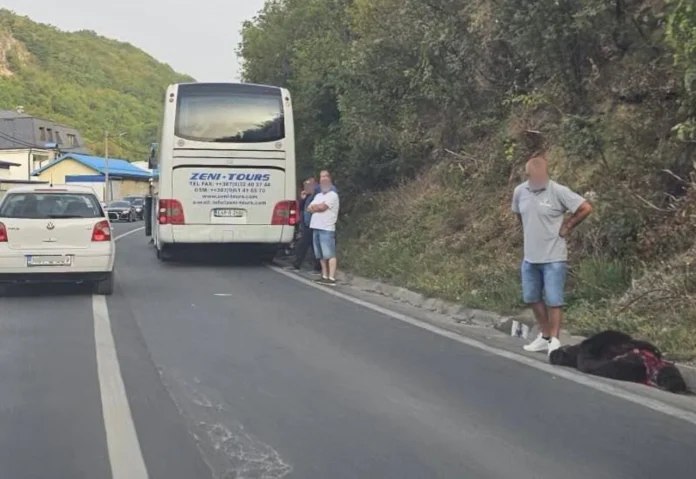 autobus-udario-medvjeda-webp-696x479