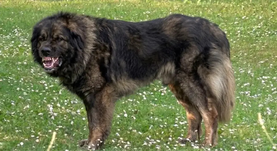 sarplaninac