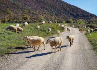 Saobraćajka kakva se ne pamti: Zbog ovaca na auto-putu slupana tri automobila